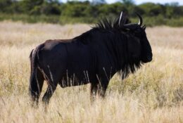 Namibia_April_2025 (43/79)